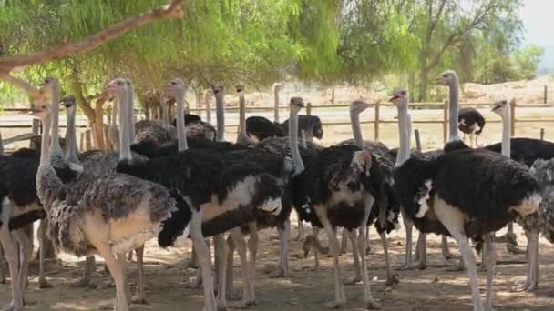 Male Female African Ostriches Ostrich Farm Semi Desert Landscape Oudtshoorn — Wideo stockowe