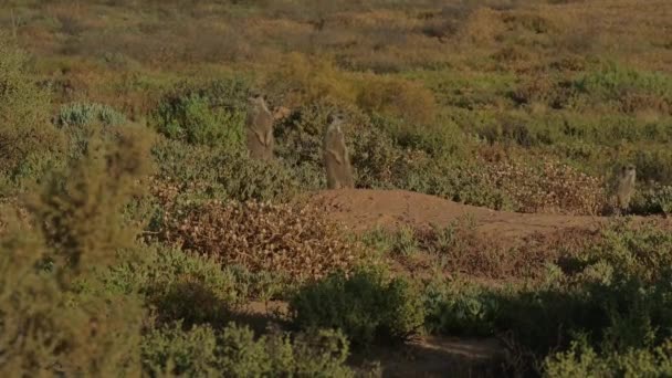 Meerkats Savannah Oudtshoorn South Africa — Wideo stockowe
