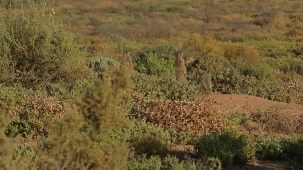 Meerkats Savannah Oudtshoorn South Africa — Wideo stockowe