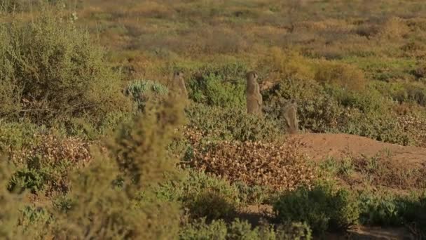 Meerkats Savannah Oudtshoorn South Africa — Stok video