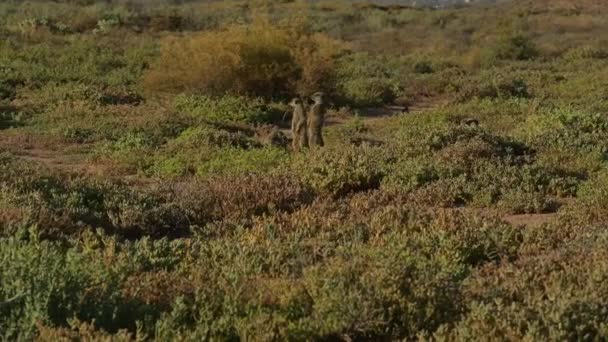 Meerkats Savannah Oudtshoorn South Africa — Stok video