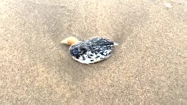 Ploughsnails Eat Dead Jellyfish Washed Plettenberg Bay Beach Indian Ocean — Wideo stockowe