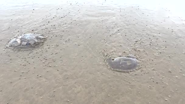 Улитки Едят Мертвую Медузу Выброшенную Пляж Залива Плеттенберг Индийский Океан — стоковое видео