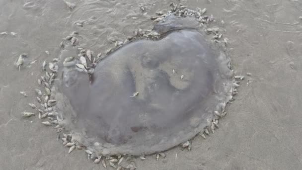 Ploughsnails Eat Dead Jellyfish Washed Plettenberg Bay Beach Indian Ocean — Vídeo de Stock