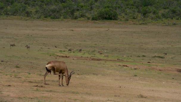 Red Hartebeest Antelope Hyenas Warthogs Wild Savannah Landscape Africa — Wideo stockowe
