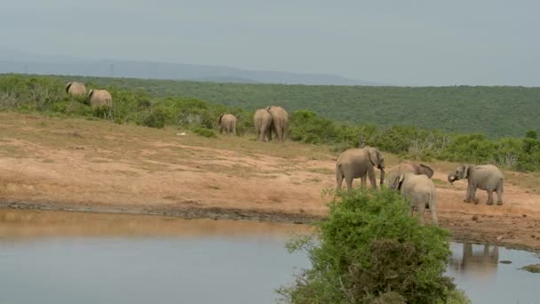 Herd Elephants Waterhole Wild Savannah Landscape Africa — Vídeo de Stock