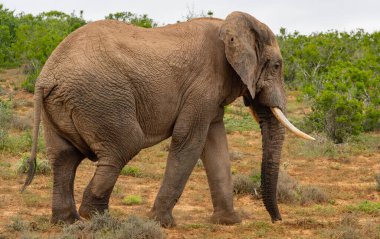 Elephant in the wild and savannah landscape of South Africa