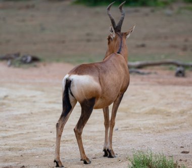 Red hartebeest antelope in the wild and savannah landscape of Africa