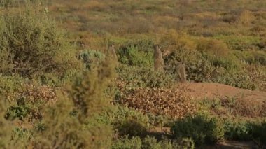 Meerkats in a savannah near Oudtshoorn South Africa