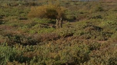 Meerkats in a savannah near Oudtshoorn South Africa