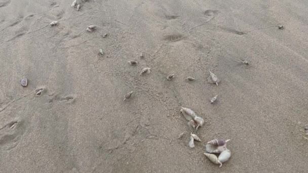 Улитки Едят Мертвую Медузу Выброшенную Пляж Залива Плеттенберг Индийский Океан — стоковое видео