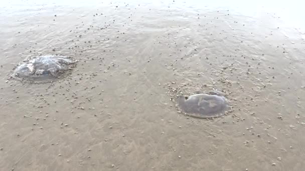 Ploughsnails Eat Dead Jellyfish Washed Plettenberg Bay Beach Indian Ocean — kuvapankkivideo