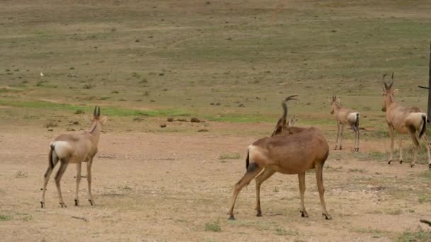 Red Hartebeest Antelope Wild Savannah Landscape Africa – Stock-video