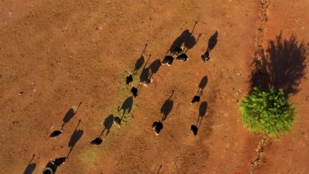Африканские Страусы Страусиной Ферме Полупустынном Ландшафте Аудсхорн Южная Африка — стоковое видео