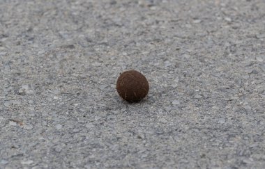 Afrika 'nın vahşi ve savanalı topraklarında gübre topu