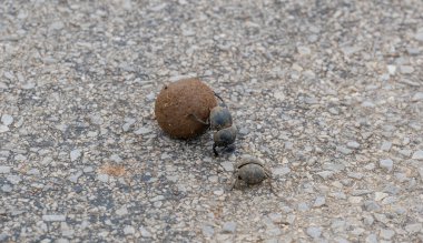 Afrika 'nın vahşi ve bozkırlarında bok böceği ve gübre topu.