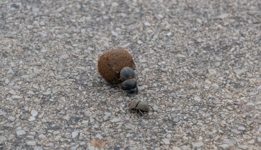 Afrika 'nın vahşi ve bozkırlarında bok böceği ve gübre topu.