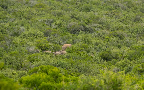 Herd Elephants Wild Savannah Landscape Africa — Fotografia de Stock