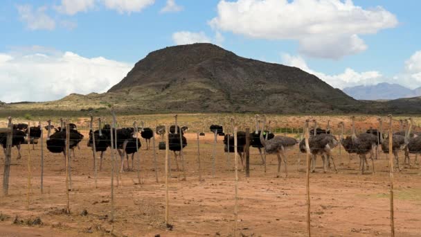 Afrikanische Strauße Auf Einer Straußenfarm Der Halbwüstenlandschaft Von Oudtshoorn Südafrika — Stockvideo