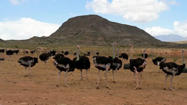 Afrikaanse Struisvogels Een Struisvogelboerderij Het Semi Woestijnlandschap Van Oudtshoorn Zuid — Stockvideo
