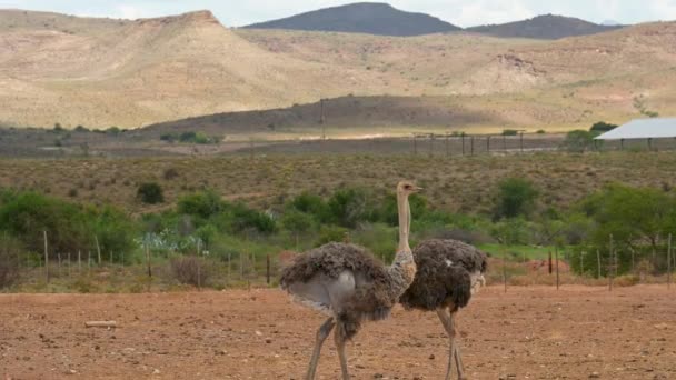 Oudtshoorn Güney Afrika Yarı Çöl Manzarasında Devekuşu Çiftliğinde Afrika Devekuşu — Stok video