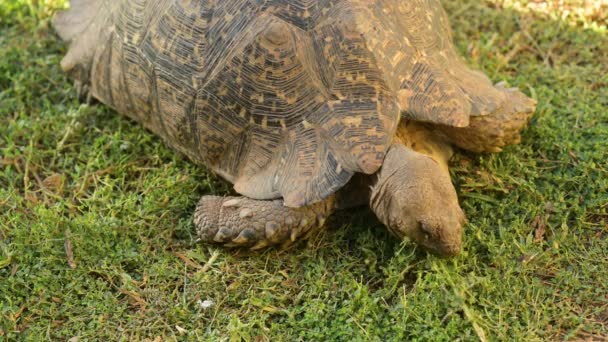 Żółw Trędowaty Dzikim Sawannowym Krajobrazie Afryki — Wideo stockowe