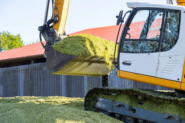 Excavator Distributes Corn Corn Silage Corn Harvest — Fotografia de Stock