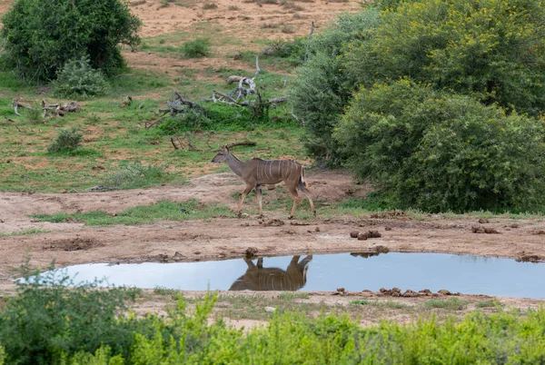 Nyala Antelope Wild Savannah Landscape Africa — Stock Fotó