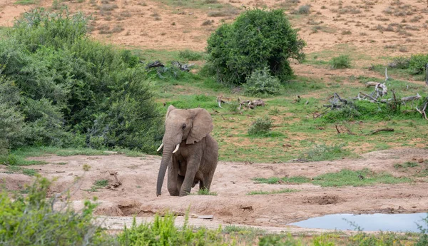 Elephant Wild Savannah Landscape South Africa — Foto de Stock