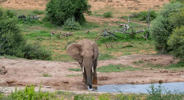 Elephant Wild Savannah Landscape South Africa — Stockfoto