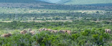 Herd of elephants in the wild and savannah landscape of Africa