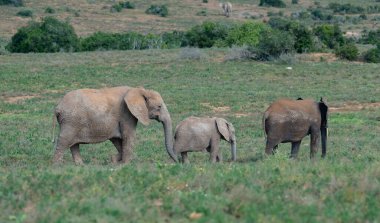 Afrika 'nın vahşi ve savanadaki fil ailesi.