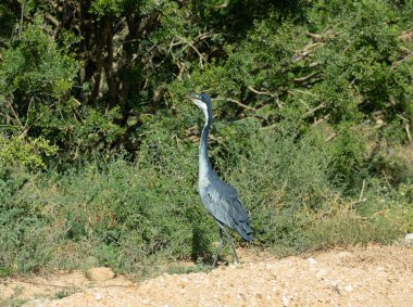 Black headed Heron in the wild and savannah landscape of Africa