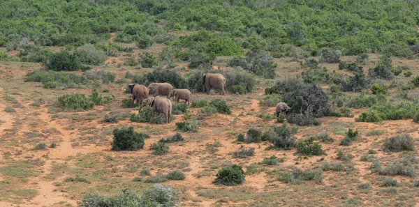 Herd Elephants Wild Savannah Landscape Africa — Foto de Stock