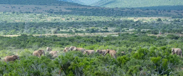 Herd Elephants Wild Savannah Landscape Africa — 스톡 사진
