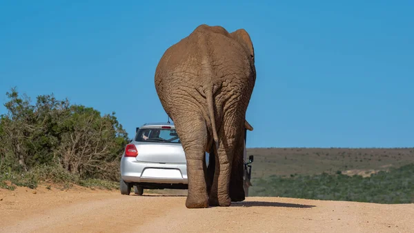 Elephant Wild Savannah Landscape South Africa — Stock Photo, Image