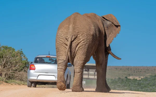 Elephant Wild Savannah Landscape South Africa —  Fotos de Stock