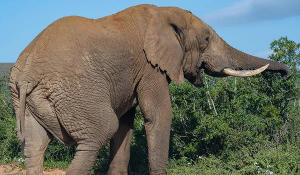 Elephant Wild Savannah Landscape South Africa — Fotografia de Stock