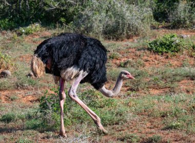Ostrich in the wild and savannah landscape of Africa