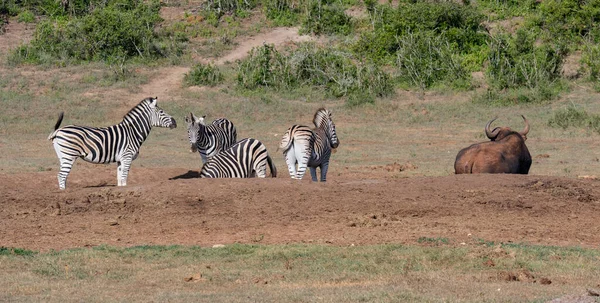 Cebras Búfalos Del Cabo Paisaje Salvaje Sabana África — Foto de Stock