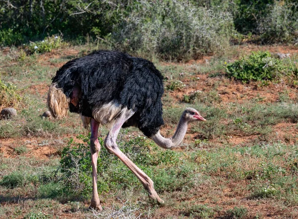 Ostrich Wild Savannah Landscape Africa — 图库照片