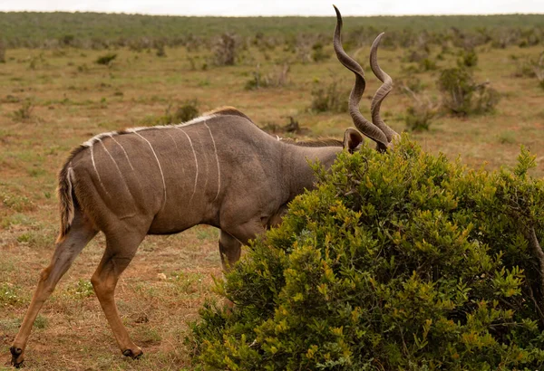 Greater Strepsiceros Kudu Buck Wild Savannah Landscape Africa — Fotografia de Stock
