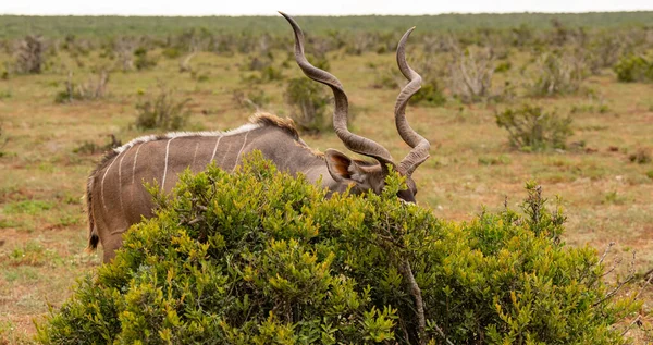 Greater Strepsiceros Kudu Buck Wild Savannah Landscape Africa — Fotografia de Stock