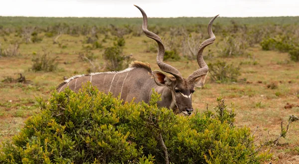 Greater Strepsiceros Kudu Buck Wild Savannah Landscape Africa — Stock fotografie