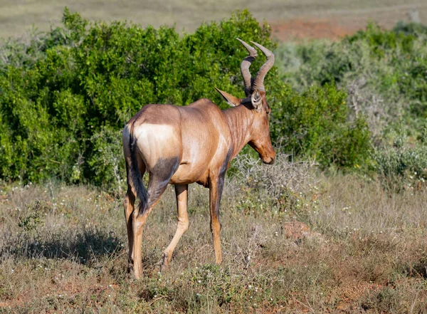 Red Hartebeest Antelope Wild Savannah Landscape Africa — 스톡 사진