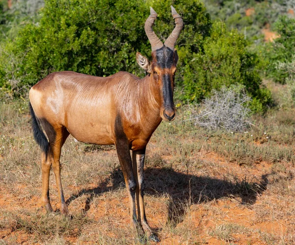 Red Hartebeest Antelope Wild Savannah Landscape Africa — Fotografia de Stock