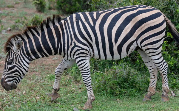 Zebras Wild Savannah Landscape Africa — 图库照片