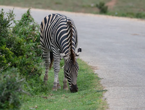 Zebras Wild Savannah Landscape Africa — Stock fotografie