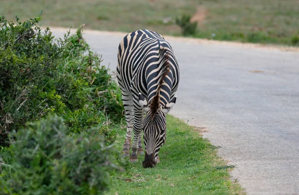 Zebras Wild Savannah Landscape Africa — Stockfoto
