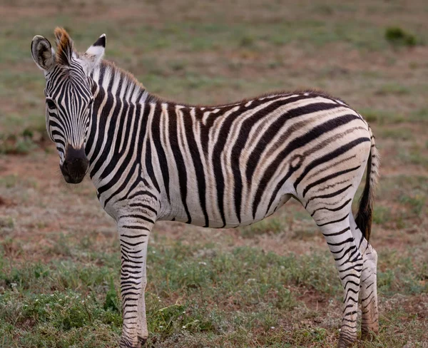 Zebras Wild Savannah Landscape Africa — Stok fotoğraf